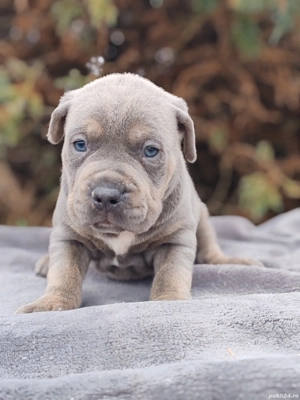 America Bully pocket  - imagine 5