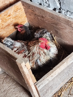 găini wyandotte  - imagine 4