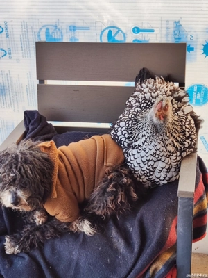 găini wyandotte  - imagine 3