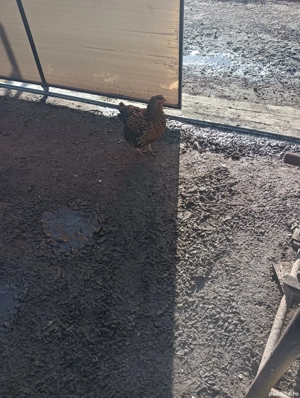 găini wyandotte  - imagine 5