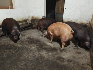 Porci rasa duroc de vânzare  - imagine 3