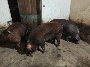 Porci rasa duroc de vânzare  - imagine 4