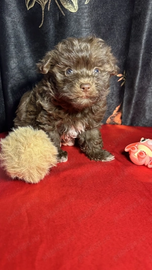 Puiuți de bichon de vânzare 