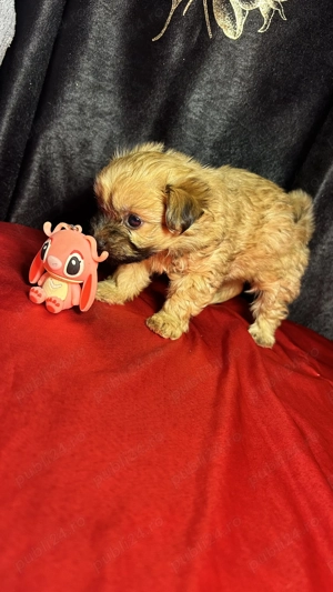 Puiuți de bichon de vânzare  - imagine 3