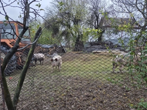 Vand porc de carne crescut bio