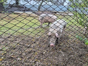 Vand porc de carne crescut bio - imagine 2