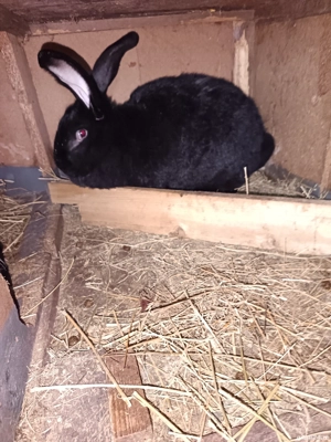 Vand femela fluture janet german 