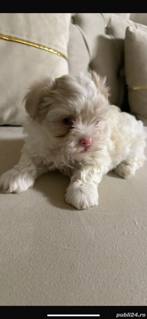 cățeluș caută familie - imagine 2