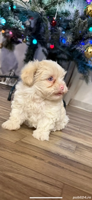 cățeluș caută familie - imagine 3