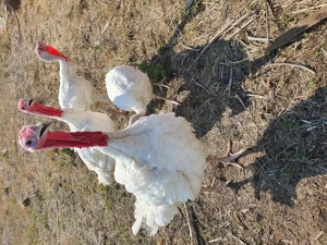 Vand curci curnani BIO de carne 35 lei kg  - imagine 2