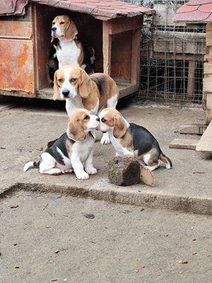 Căței Beagle 2 luni caută stăpâni iubitori 