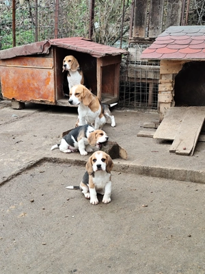 Căței Beagle 2 luni caută stăpâni iubitori  - imagine 3