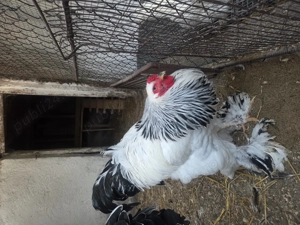 Cocos Brahma Hd - imagine 2