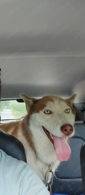 donez caine husky - imagine 2