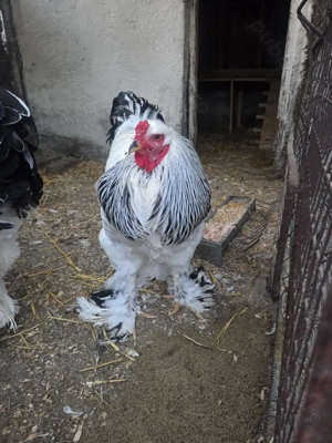 Cocos Brahma Hd - imagine 3