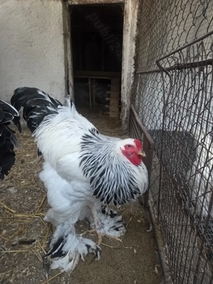 Cocos Brahma Hd - imagine 2