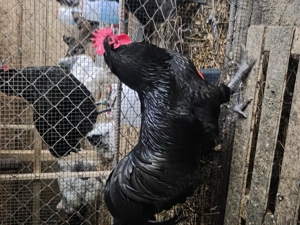 Australorp negru si albastru - imagine 3