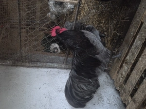 Australorp negru si albastru - imagine 2