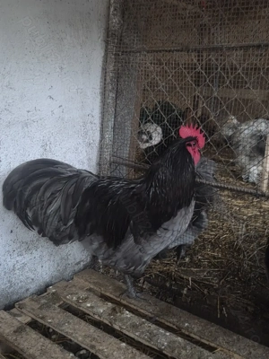 Australorp negru si albastru - imagine 2