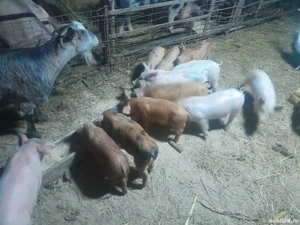 purcei de vânzare  - imagine 3