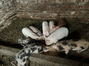 Vand purcei  - imagine 2