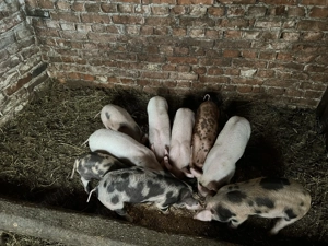 Vand purcei  - imagine 3