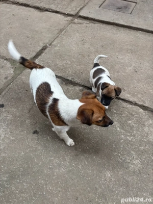Jack russell terrier - imagine 2