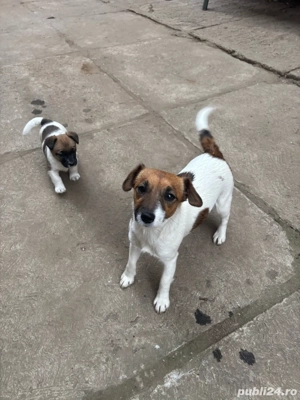 Jack russell terrier - imagine 3