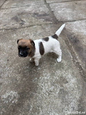 Jack russell terrier - imagine 4