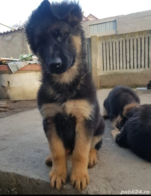 Pui,ciobanesc-german  - imagine 2
