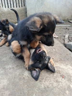 Pui,ciobanesc-german  - imagine 4