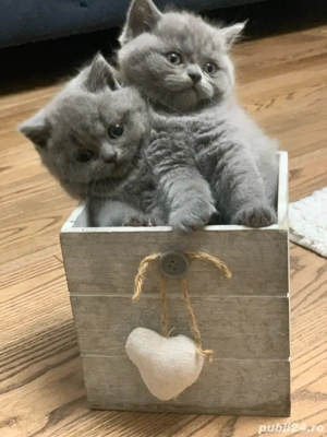 British Short Hair Arad - imagine 3