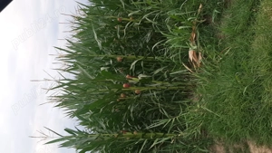 Vand porumb boabe recolta 2025