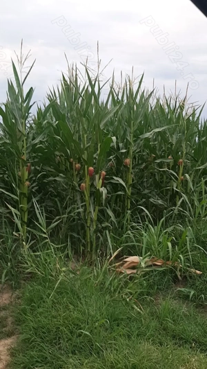 Vand porumb boabe recolta 2025