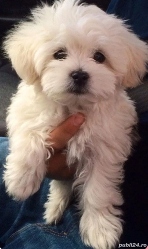 Bichon Havanez talie mică  - imagine 2