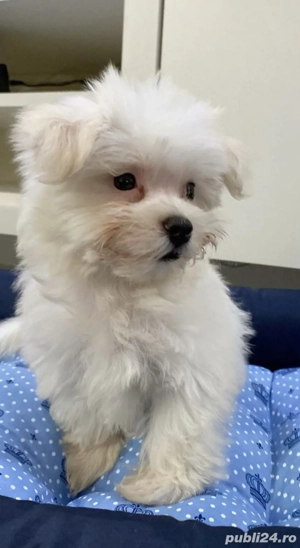 Bichon Havanez talie mică  - imagine 3