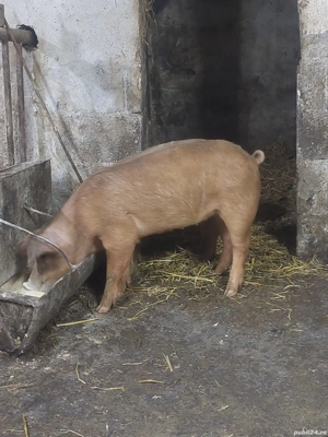 Purcelusi Duroc x pietrain - imagine 2