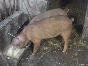 Purcelusi Duroc x pietrain - imagine 3