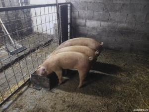 Purcelusi Duroc x pietrain