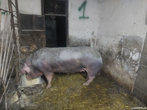 Pietrain Belgian - imagine 2