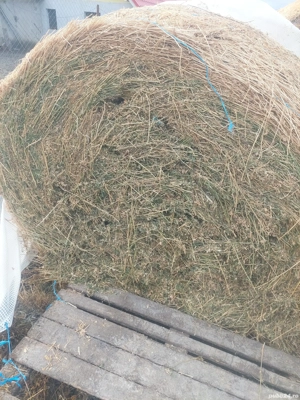 baloti lucerna a 4.a coasa