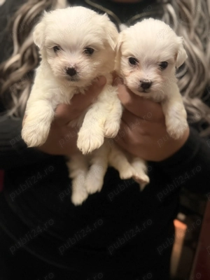 Bichoni de vânzare miny toy  - imagine 2