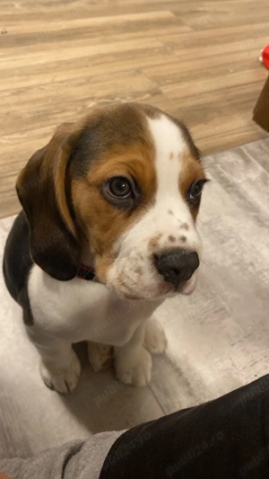 Beagle mascul, 2 luni, vaccinat   caut familie responsabilă - imagine 2