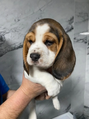 Beagle mascul, 2 luni, vaccinat   caut familie responsabilă - imagine 5