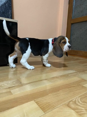 Beagle mascul, 2 luni, vaccinat   caut familie responsabilă - imagine 4