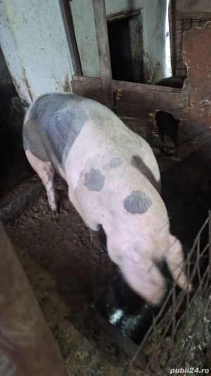 porc de carne , 15 lei kg  - imagine 2