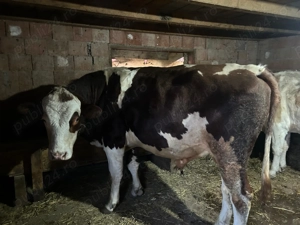 Vânzare rapida tauri și porci - imagine 2