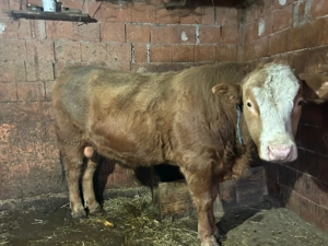 Vânzare rapida tauri și porci - imagine 3