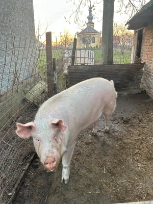 Vânzare rapida tauri și porci - imagine 5