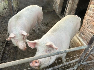 Vânzare rapida tauri și porci - imagine 4